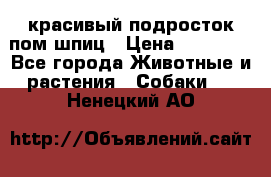 красивый подросток пом шпиц › Цена ­ 30 000 - Все города Животные и растения » Собаки   . Ненецкий АО